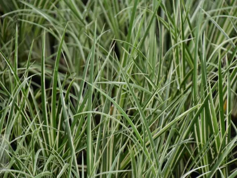 Acorus calamus 'Variegatus'