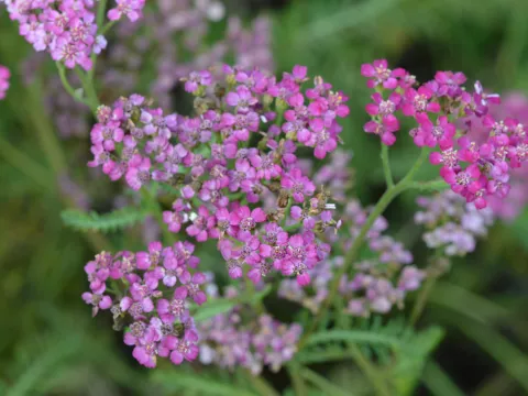 Achillea hybr. 'Velour'
