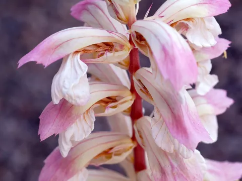 Acanthus hybr. 'Whitewater'