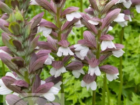 Acanthus hung. 'White Lips'
