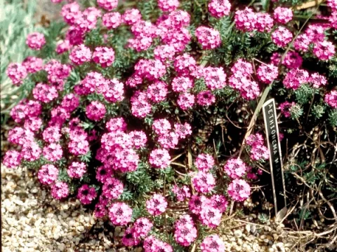 Aethionema armenum  'Warley Rose'