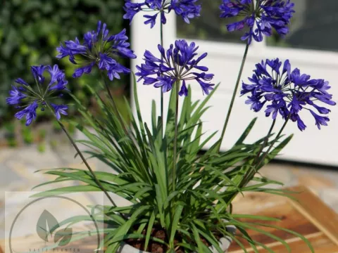 Agapanthus 'Brilliant Blue'