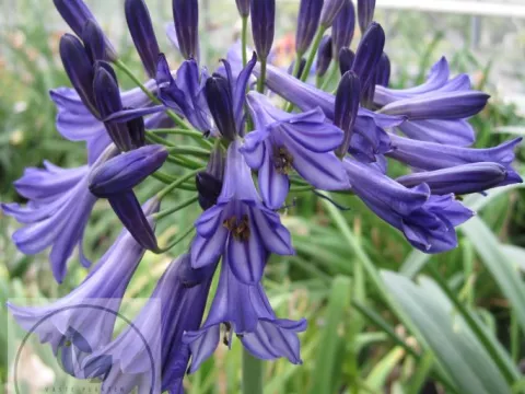 Agapanthus 'Black Pantha'