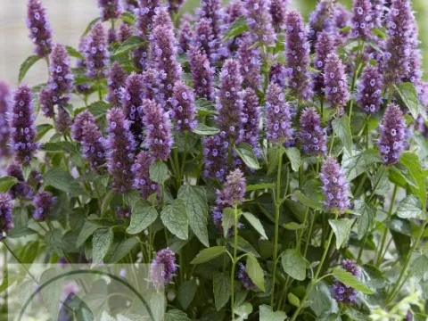 Agastache hybr. 'Beelicious Purple'