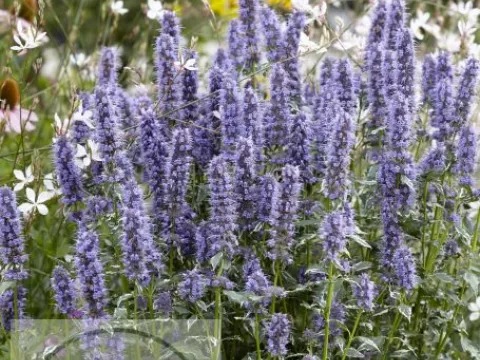 Agastache hybr. 'Crazy Fortune'