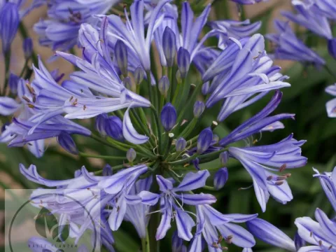 Agapanthus 'Charlotte'