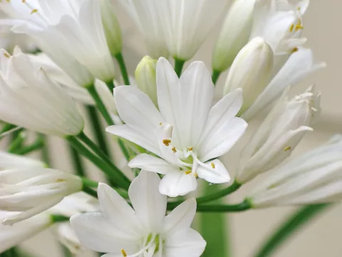 Agapanthus 'Double Diamond'
