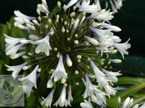 Agapanthus 'Enigma'