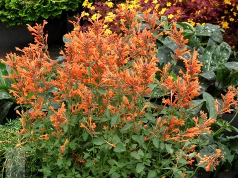 Agastache hybr. 'Kudos Mandarin'