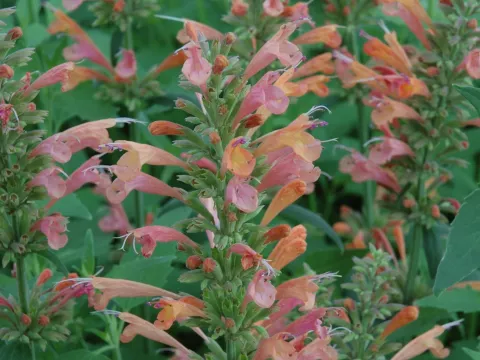 Agastache hybr. 'Kolibri'