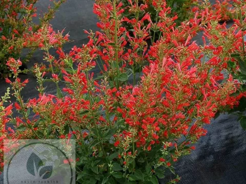 Agastache hybr. 'Kudos Red'