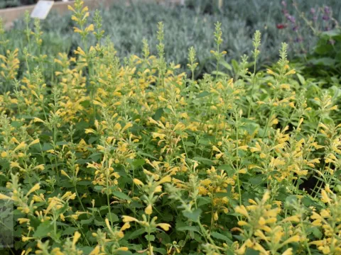 Agastache hybr. 'Kudos Yellow'