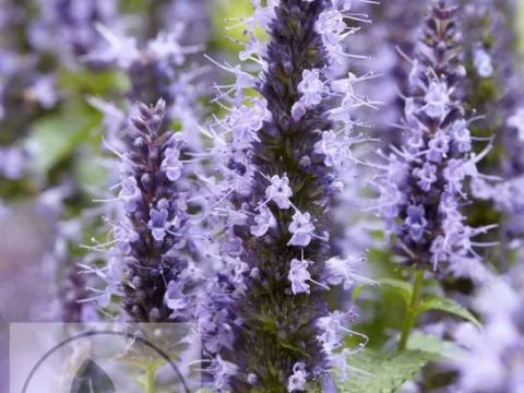 Agastache hybr. 'Little Adder'