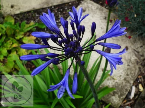 Agapanthus 'Navy Blue'