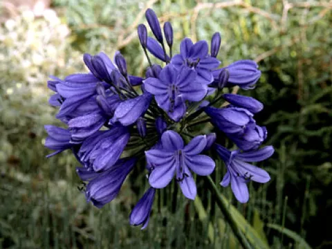 Agapanthus 'Purple Cloud'