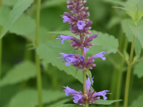 Agastache hybr. 'Purple Haze'