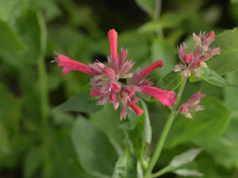 Agastache mexicana 'Red Fortune'