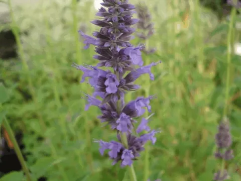 Agastache hybr. 'Serpentine'