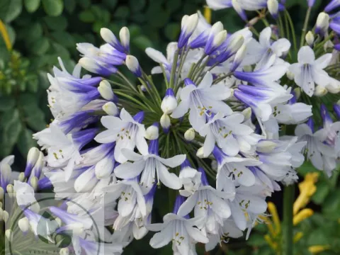 Agapanthus africanus 'Twister'