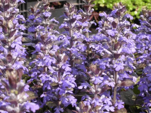 Ajuga reptans 'Atropurpurea'