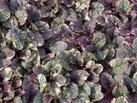 Ajuga reptans 'Burgundy Glow'