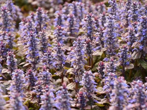 Ajuga reptans 'Braunherz'