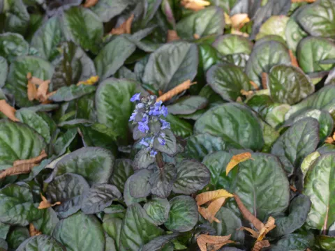 Ajuga reptans 'Catlins Giant'