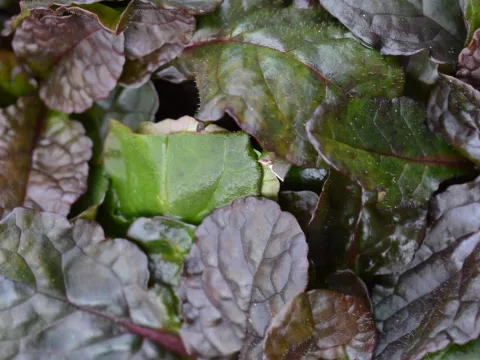 Ajuga reptans 'Purple Torch'