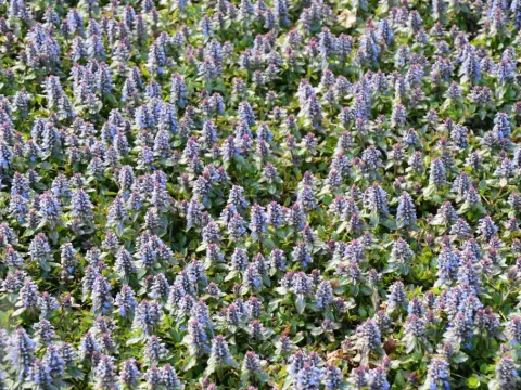 Ajuga reptans