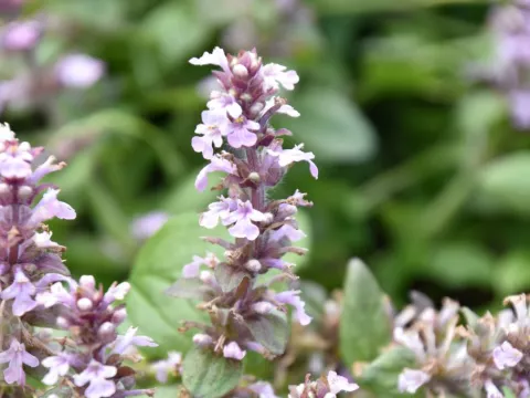 Ajuga reptans 'Rosea'