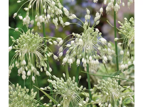 Allium carinatum ssp. pulch. 'Album'