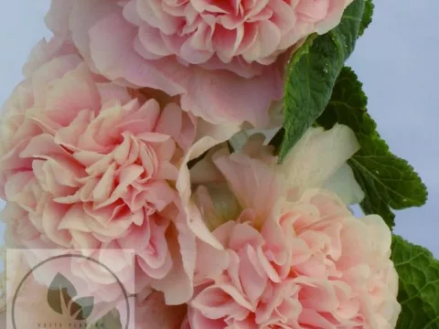 Alcea rosea 'Ch. D. Apricot'