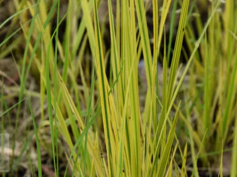 Alopecurus prat. 'Aureovariegatus'