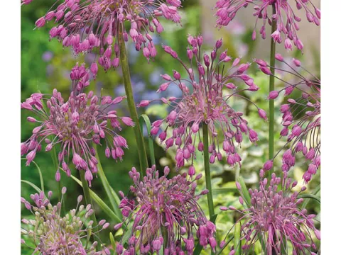 Allium carinatum