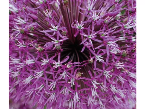 Allium 'Early Emperor'