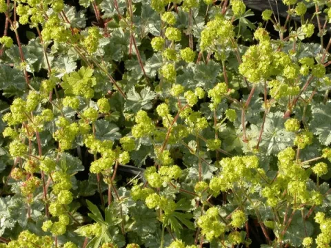 Alchemilla erythropoda