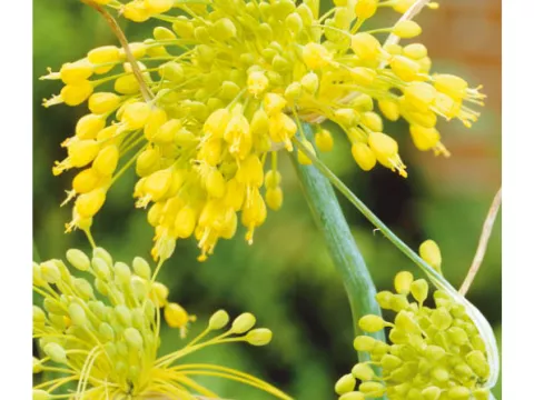 Allium 'Flavum'