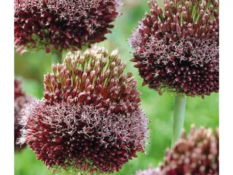 Allium amethystinus 'Forelock'