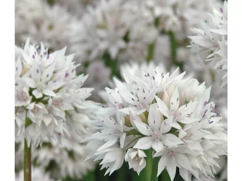 Allium amplectens 'Gracefull Beauty'