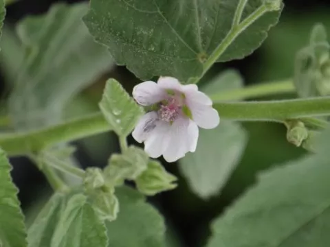 Althea officinalis-heemst