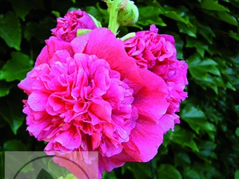 Alcea rosea 'Ch. D. Pink'