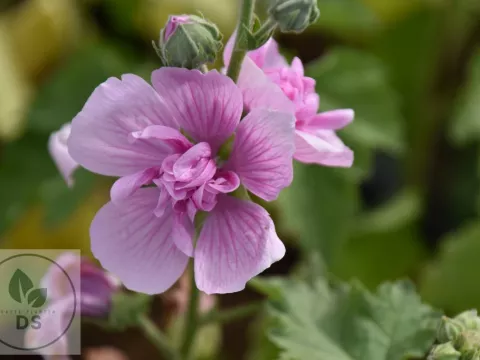 Alcea hybr. 'Park Rondell'