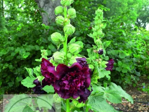Alcea rosea 'Ch. D. Purple'