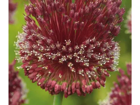 Allium amethystinus 'Red Mohican'