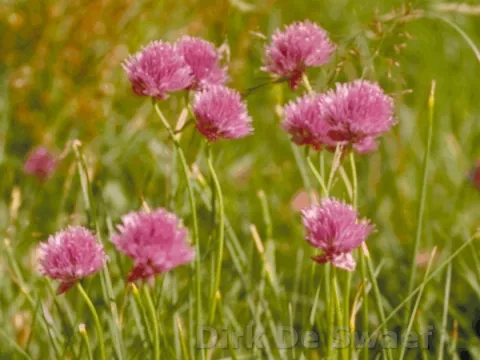 Allium schoenoprasum-bieslook