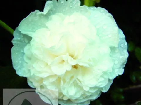 Alcea rosea 'Ch. D. White'