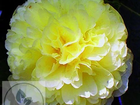 Alcea rosea 'Ch. D. Yellow'