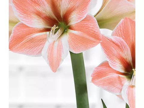 Amaryllis 'Apricot Parfait'