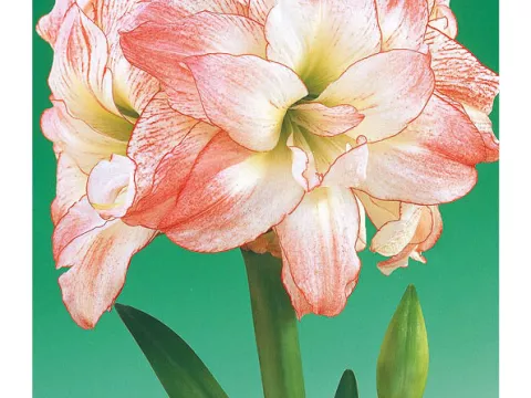 Amaryllis 'Aphrodite'