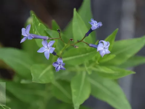 Amsonia hybr. 'Blue Ice'